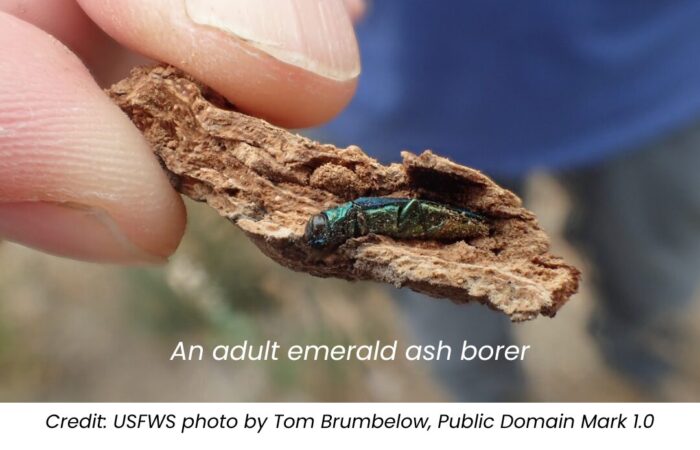 EAB in hand