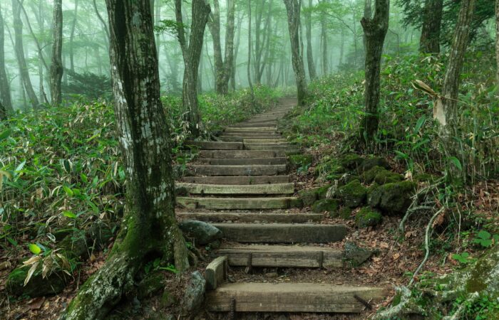 Forest staircase