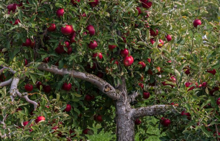 apple tree (emmalee couturier–unsplash)