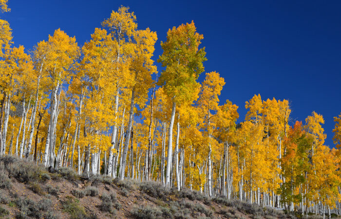 FallPando